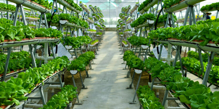 37. Pack: Agricultura Urbana y Eco-sostenibilidad